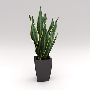 Ornamental Pot Plant