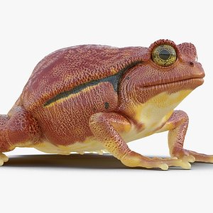 Tomato Frog Rigged for Cinema 4D
