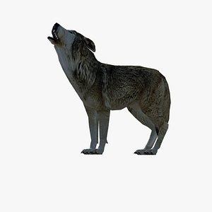 Gray Wolf 3D model
