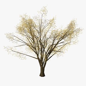 3D almond autumn model