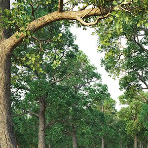 3D White Oak Set model