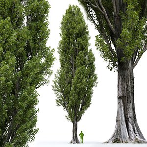 3D Poplar Populus nigra V8 model