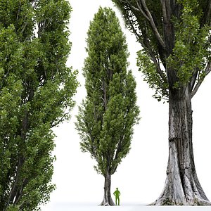 Poplar Populus nigra V8