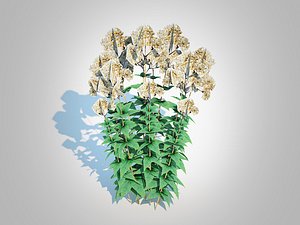 3D Eupatorium rugosum Chocolate - White Snakeroot