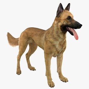 Shepherd Dog (Fawn)