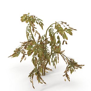 Withered potato tuber 1