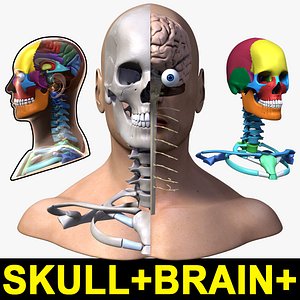Male Head+Brain+Skull