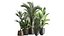 Exotic plants in a metal flowerpot for the interior