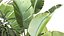 Exotic plants in a metal flowerpot for the interior