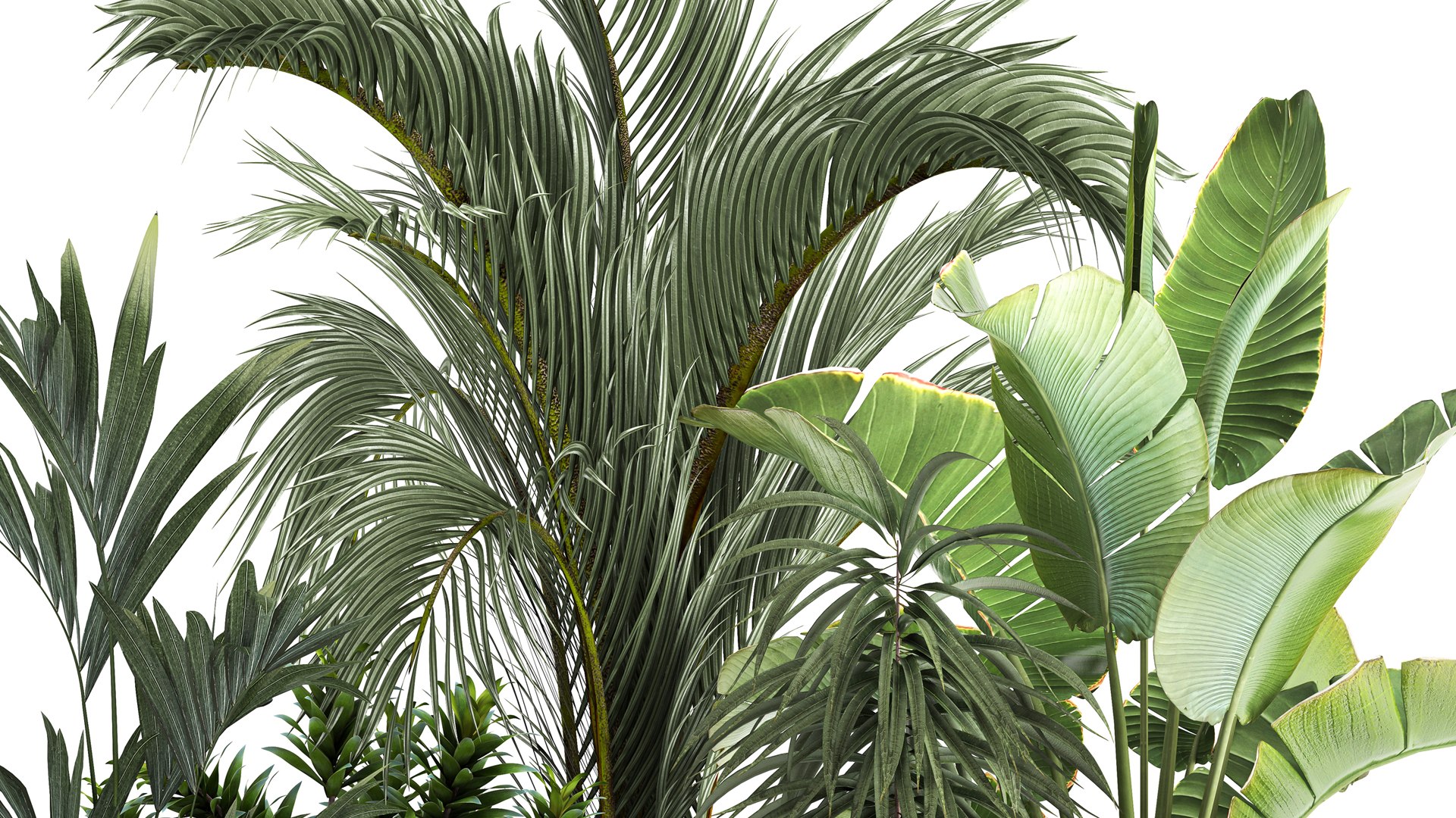 3D Exotic plants in a metal flowerpot for the interior model https://p.turbosquid.com/ts-thumb/qQ/eFuUB8/Lf/1plants1702202204/jpg/1645196667/1920x1080/fit_q87/e72c0a95d707a8e76b2c8f796da27950e0c9e4d0/1plants1702202204.jpg