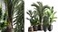 Exotic plants in a metal flowerpot for the interior