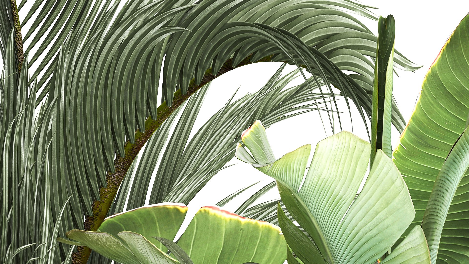 3D Exotic plants in a metal flowerpot for the interior model https://p.turbosquid.com/ts-thumb/qQ/eFuUB8/Rg/1plants1702202207/jpg/1645196670/1920x1080/fit_q87/e33210f28c9270cf17dadfd0092847a5f042cbe3/1plants1702202207.jpg