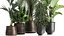 Exotic plants in a metal flowerpot for the interior
