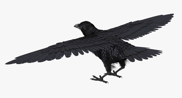 Common raven rigged 3D model - TurboSquid 1304956