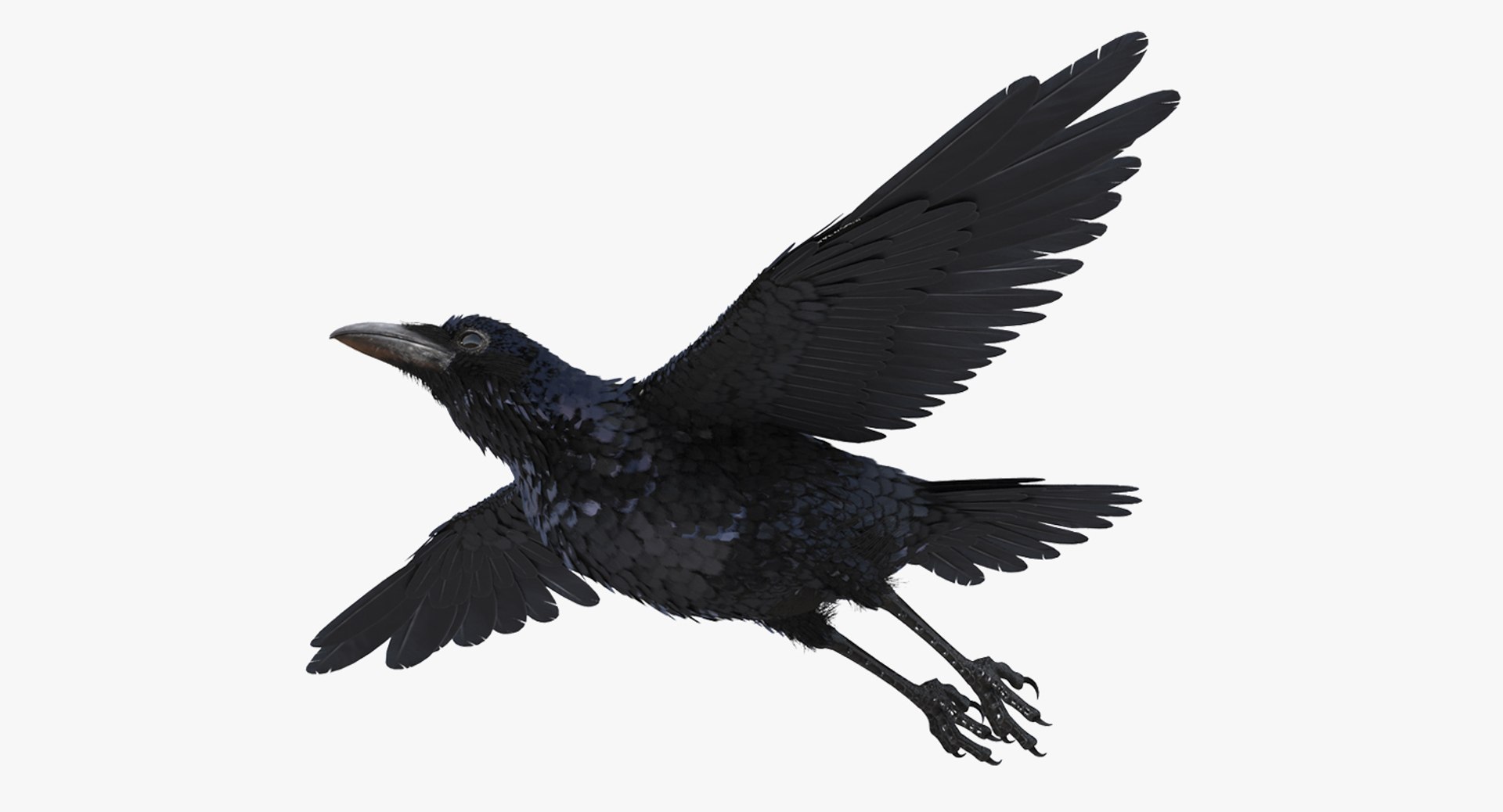 Common Raven Rigged 3D model preview