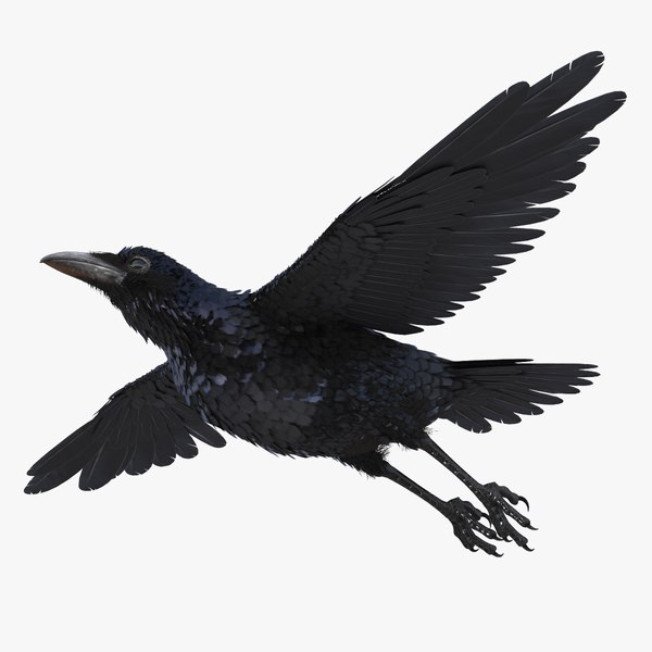 Common raven rigged 3D model - TurboSquid 1304956