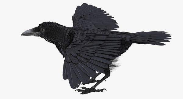 Common Raven Rigged 3d Model - Turbosquid 1304956