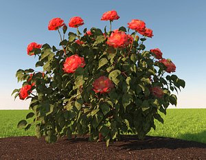 3D model realistic rose bush