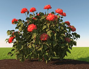Rose bush