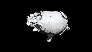 Antirrhinum majus 3D CT scan model decimate 10 percent 3D model