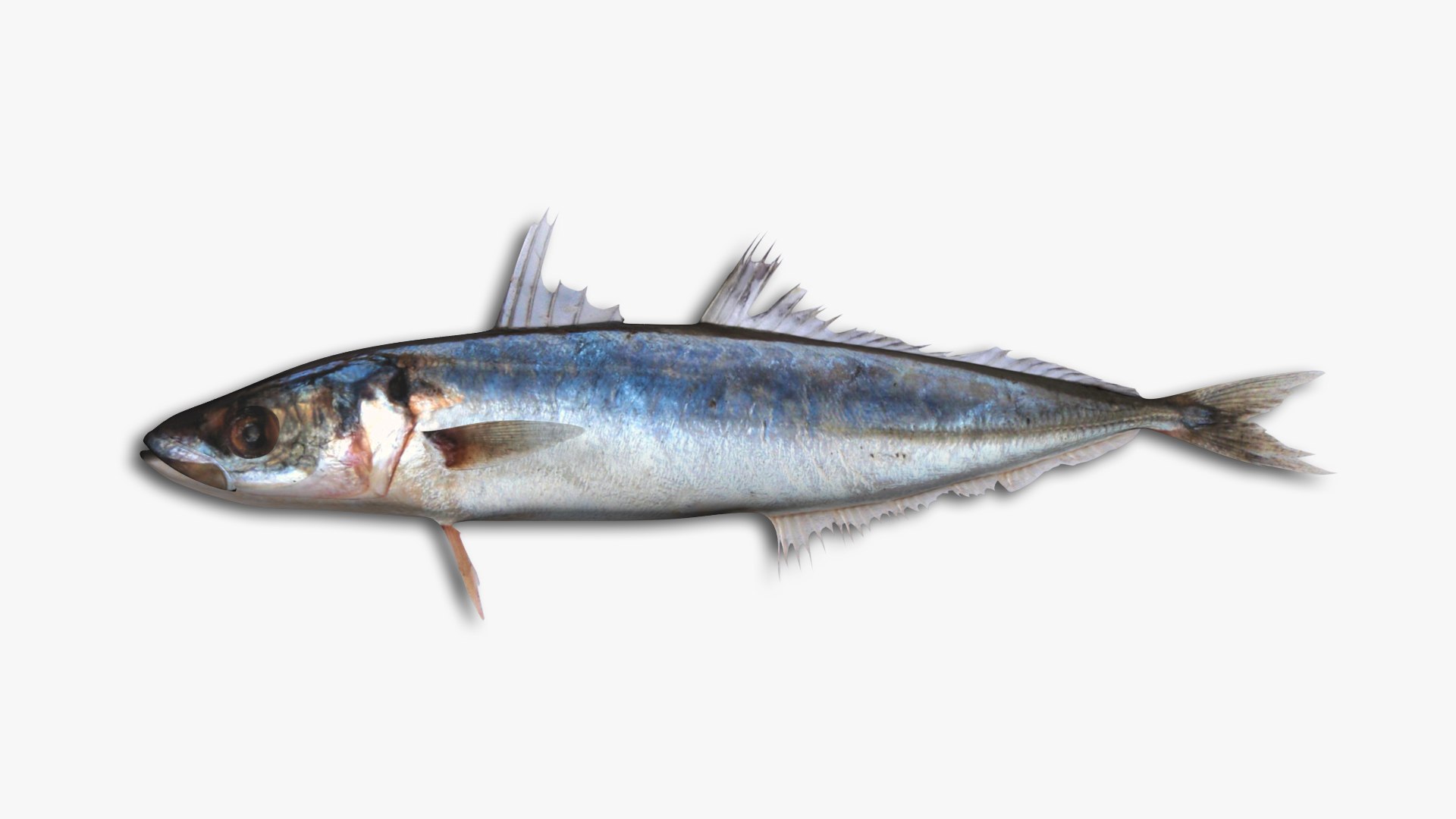 3D Mackerel Collection model https://p.turbosquid.com/ts-thumb/qQ/yn4IY7/0V/11/jpg/1637267683/1920x1080/fit_q87/09476fec07ac592fe4e2156fad636684361736d5/11.jpg