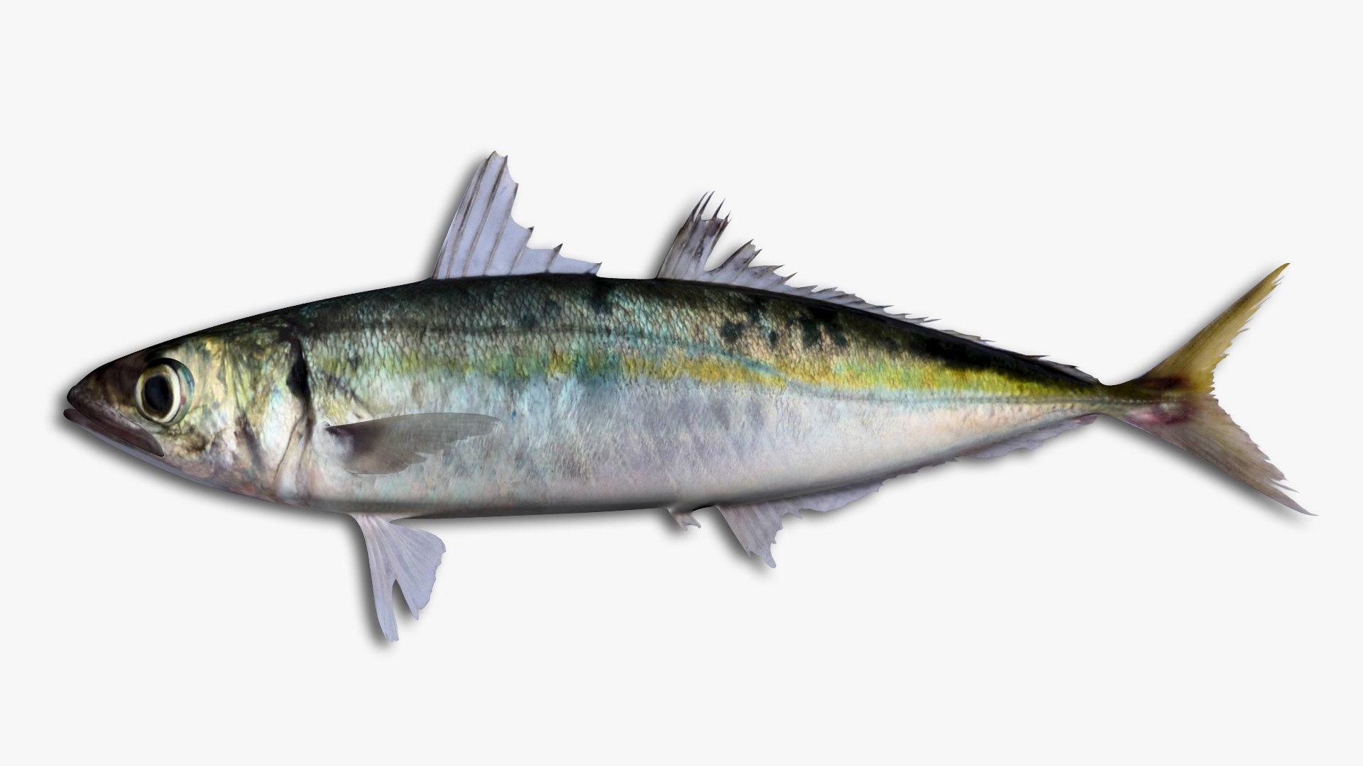 3D Mackerel Collection model https://p.turbosquid.com/ts-thumb/qQ/yn4IY7/CR/77/jpg/1637267686/1920x1080/fit_q87/0e9bc476ea71423c601ffc0b09677eea7c237509/77.jpg
