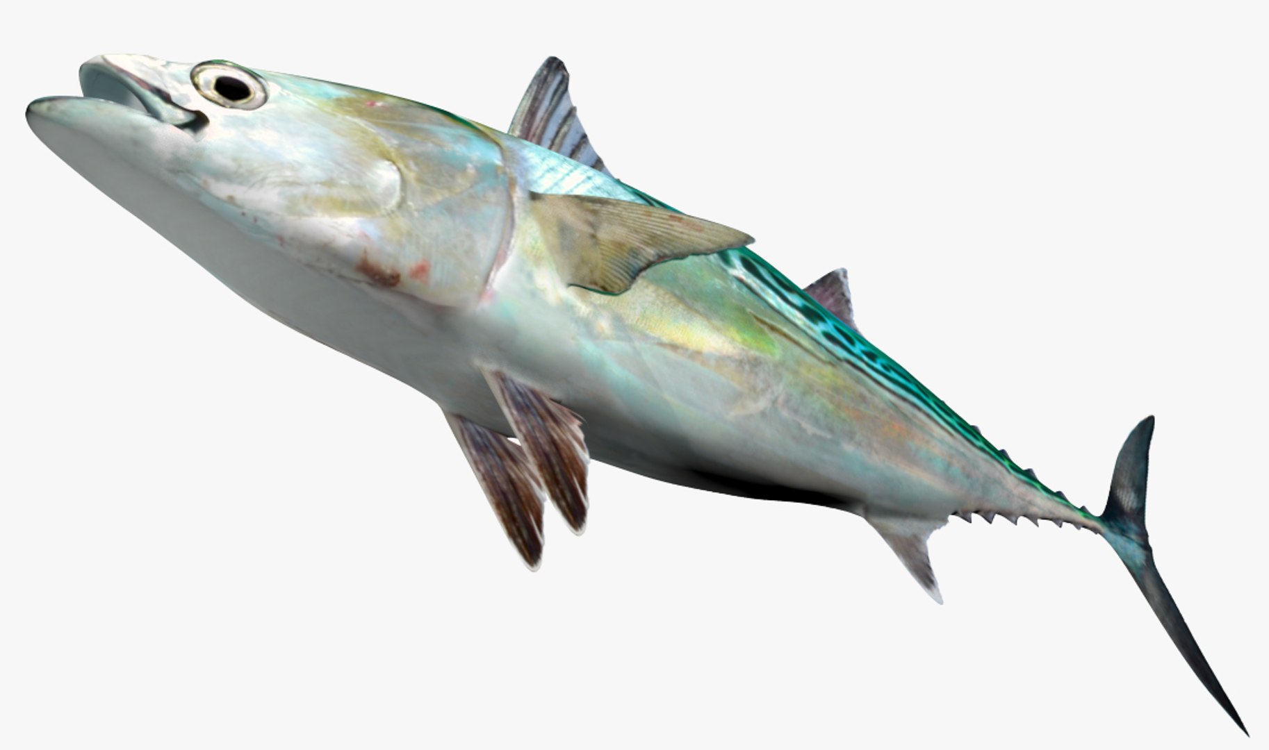 3D Mackerel Collection model https://p.turbosquid.com/ts-thumb/qQ/yn4IY7/Fj/2/jpg/1506957684/1920x1080/fit_q87/a8e0fc3326a40dc2596a032246d9b27ff65abaaa/2.jpg