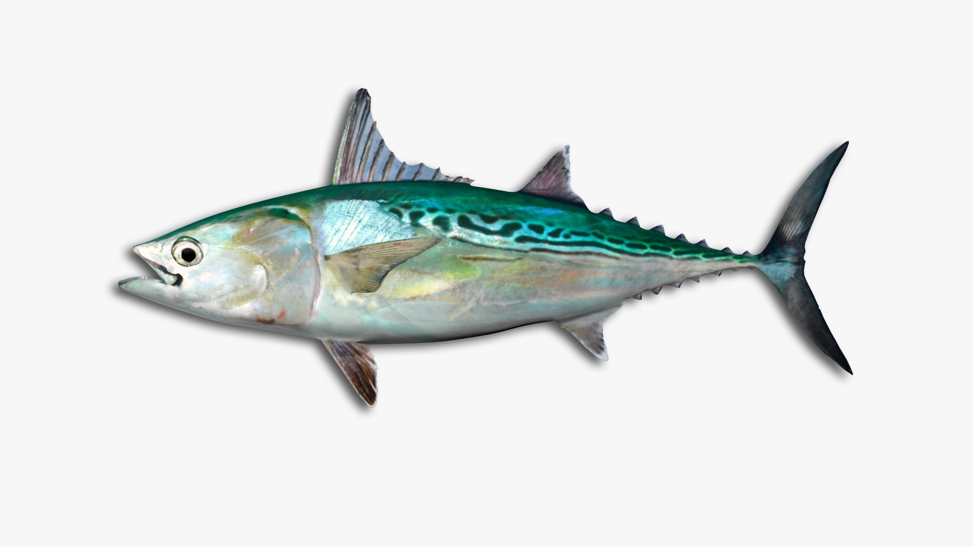 3D Mackerel Collection model https://p.turbosquid.com/ts-thumb/qQ/yn4IY7/GI/33/jpg/1637267683/1920x1080/fit_q87/4fcbaaf20bb7f5a2624ce6705d900f6016bce65e/33.jpg