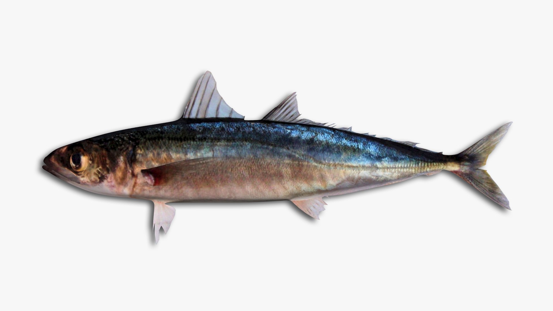 3D Mackerel Collection model https://p.turbosquid.com/ts-thumb/qQ/yn4IY7/Hz/99/jpg/1637267685/1920x1080/fit_q87/1617862991716480b66e698234abd4e2d0b1422c/99.jpg