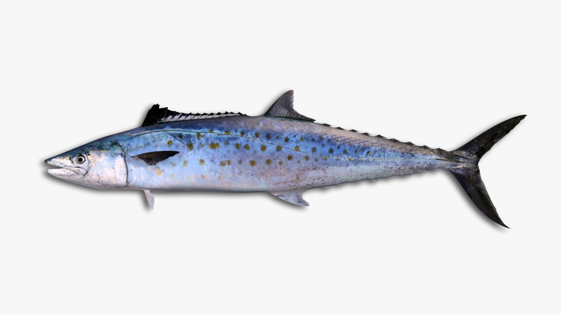 3D Mackerel Collection model https://p.turbosquid.com/ts-thumb/qQ/yn4IY7/K5/88/jpg/1637267684/1920x1080/fit_q87/f8b5b40528900dc6066ace171a88b91ffea0ebfe/88.jpg
