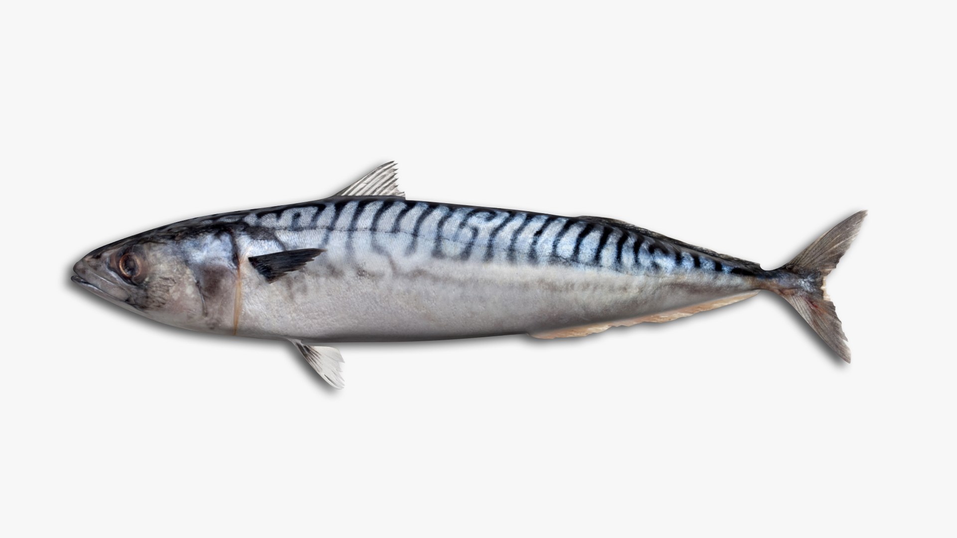 3D Mackerel Collection model https://p.turbosquid.com/ts-thumb/qQ/yn4IY7/ST/66/jpg/1637267684/1920x1080/fit_q87/43c7f13e848dc467b159df94b20c9461cb295e86/66.jpg