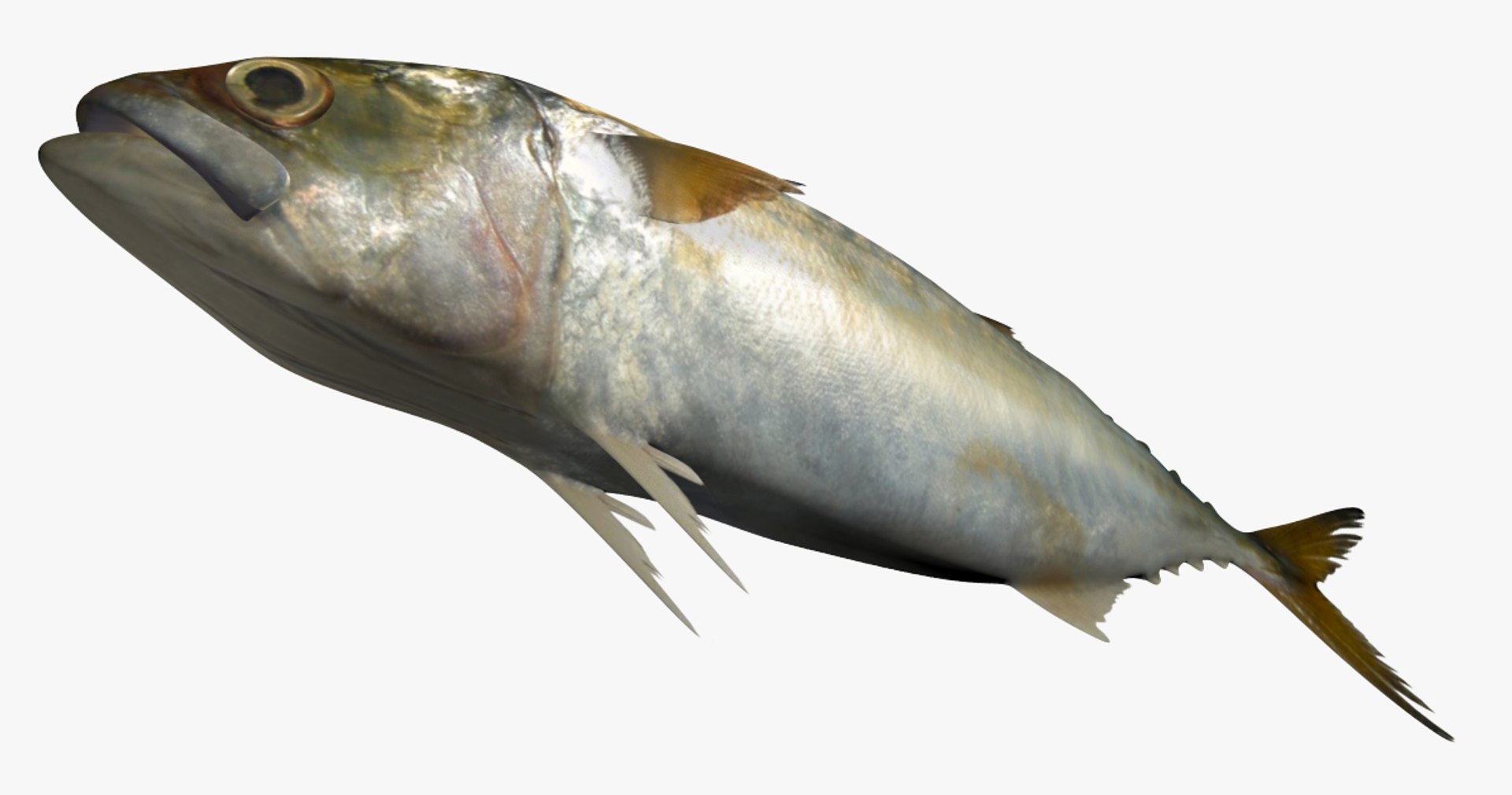 3D Mackerel Collection model https://p.turbosquid.com/ts-thumb/qQ/yn4IY7/Uu/2/jpg/1532255771/1920x1080/fit_q87/0eac07bf76d583c57f0605076d10dc1f09047bbc/2.jpg