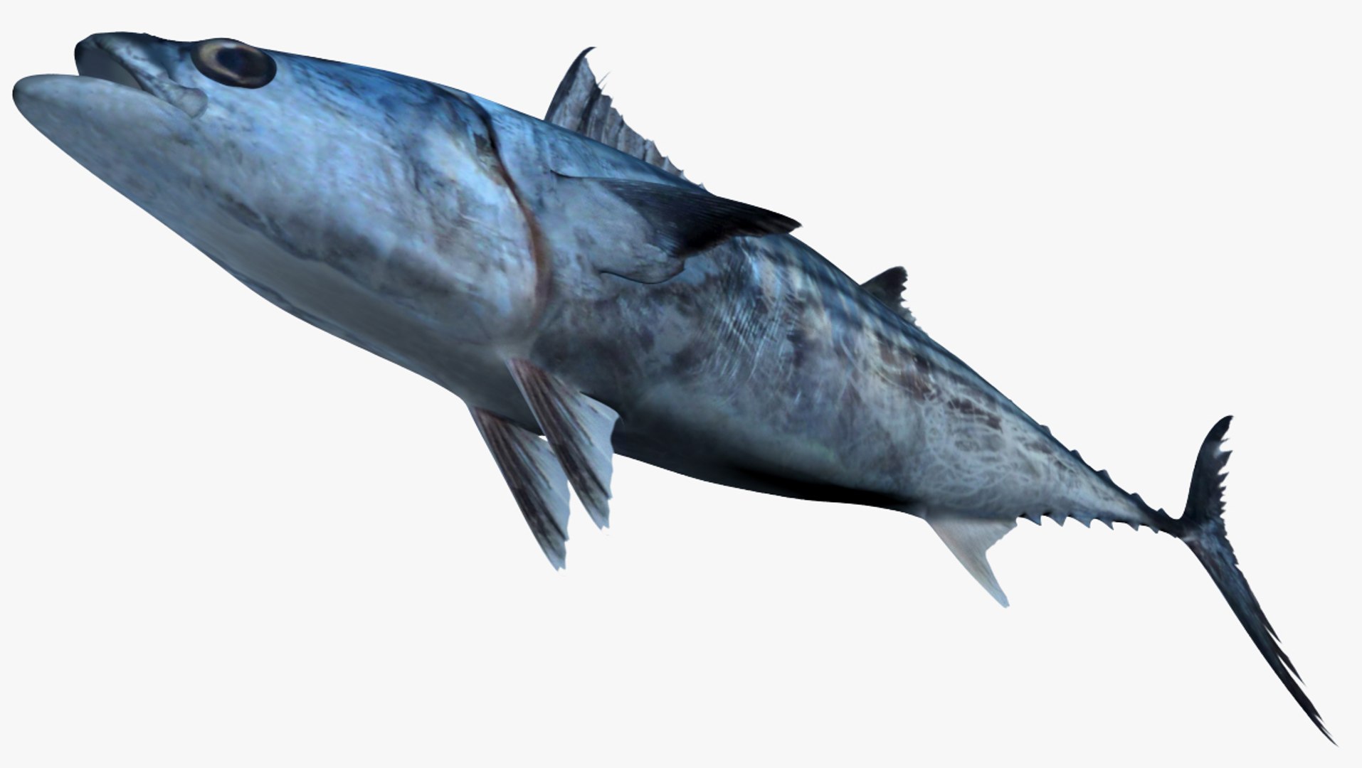 3D Mackerel Collection model https://p.turbosquid.com/ts-thumb/qQ/yn4IY7/ds/2/jpg/1509648370/1920x1080/fit_q87/d0ef03962dc647a49681bf63ff2011a2307196ca/2.jpg