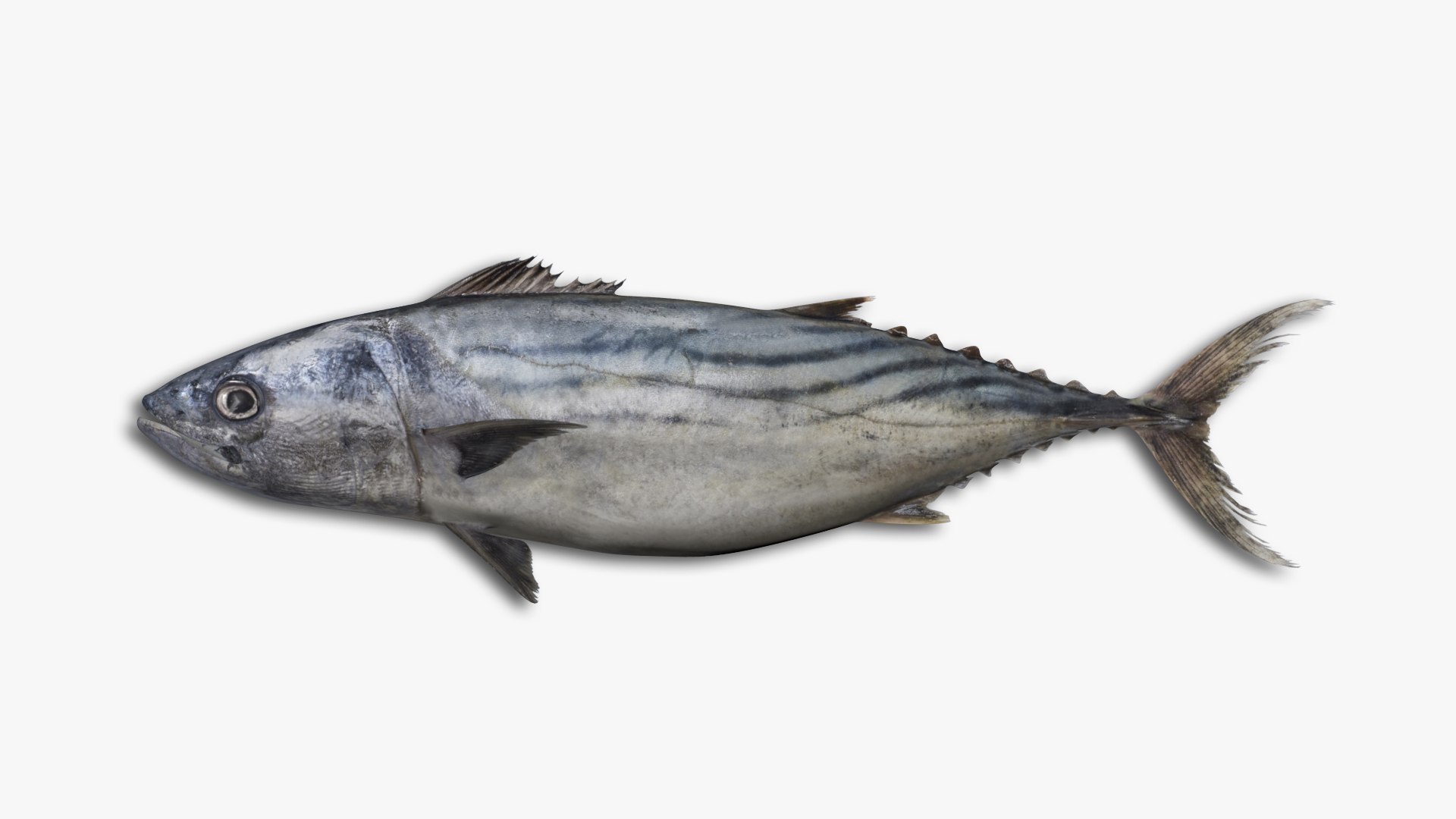 3D Mackerel Collection model https://p.turbosquid.com/ts-thumb/qQ/yn4IY7/jp/22/jpg/1637267683/1920x1080/fit_q87/37d6795b76f782798757fa16b1fdf813f50aacba/22.jpg
