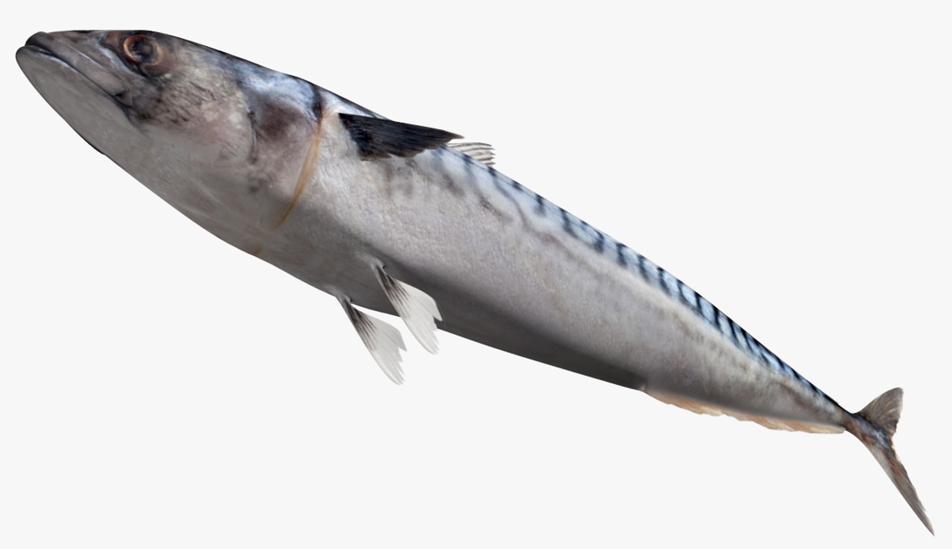 3D Mackerel Collection model https://p.turbosquid.com/ts-thumb/qQ/yn4IY7/qc/2/jpg/1546539196/1920x1080/fit_q87/c28f70116ee138220676cbe06f3766bdc3dbc977/2.jpg