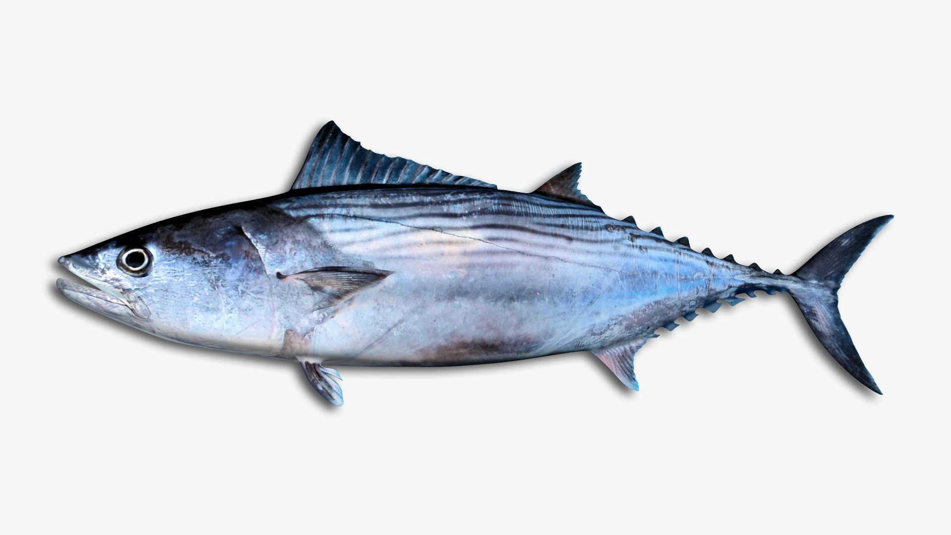 3D Mackerel Collection model https://p.turbosquid.com/ts-thumb/qQ/yn4IY7/vB/998/jpg/1637267687/1920x1080/fit_q87/12c80435b6865a52679813fb9952723e605ca4f0/998.jpg