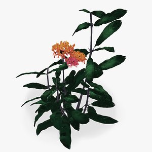Asclepia tuberosa - butterfly weed - realstic flower