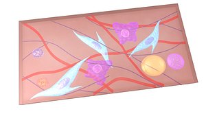 Areolar Connective Tissue
