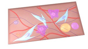 Areolar Connective Tissue