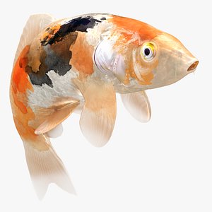 3D Japanese Carp Fish Rigged L1705