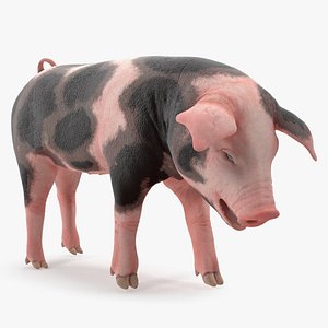 3D pig piglet pietrain standing