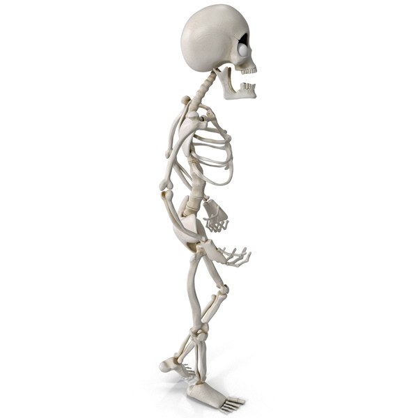 Max Cartoon Skeleton Rigged