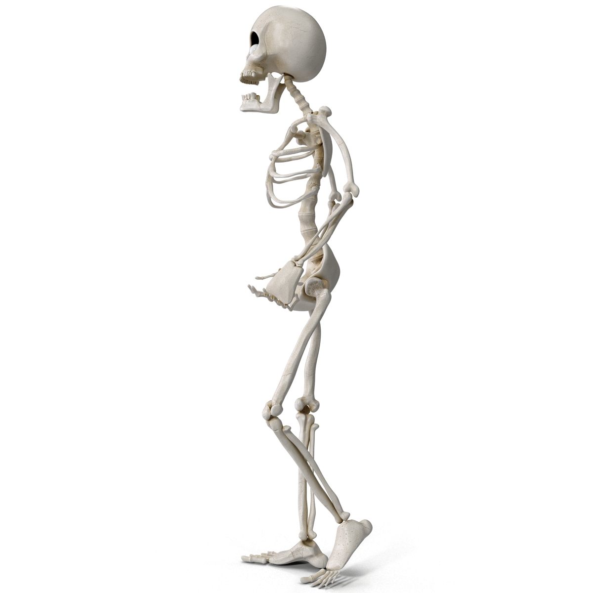 max cartoon skeleton rigged