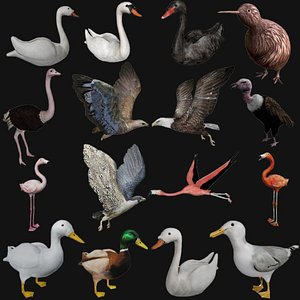 Bird Collection Rigged and Low Poly