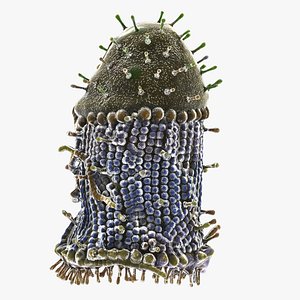 Rabies Virus