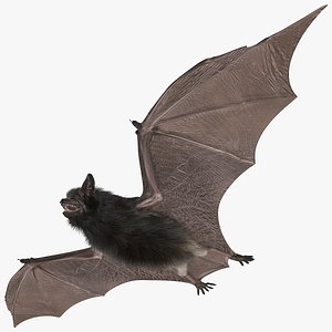 Black Bat Fur Rigged 3D