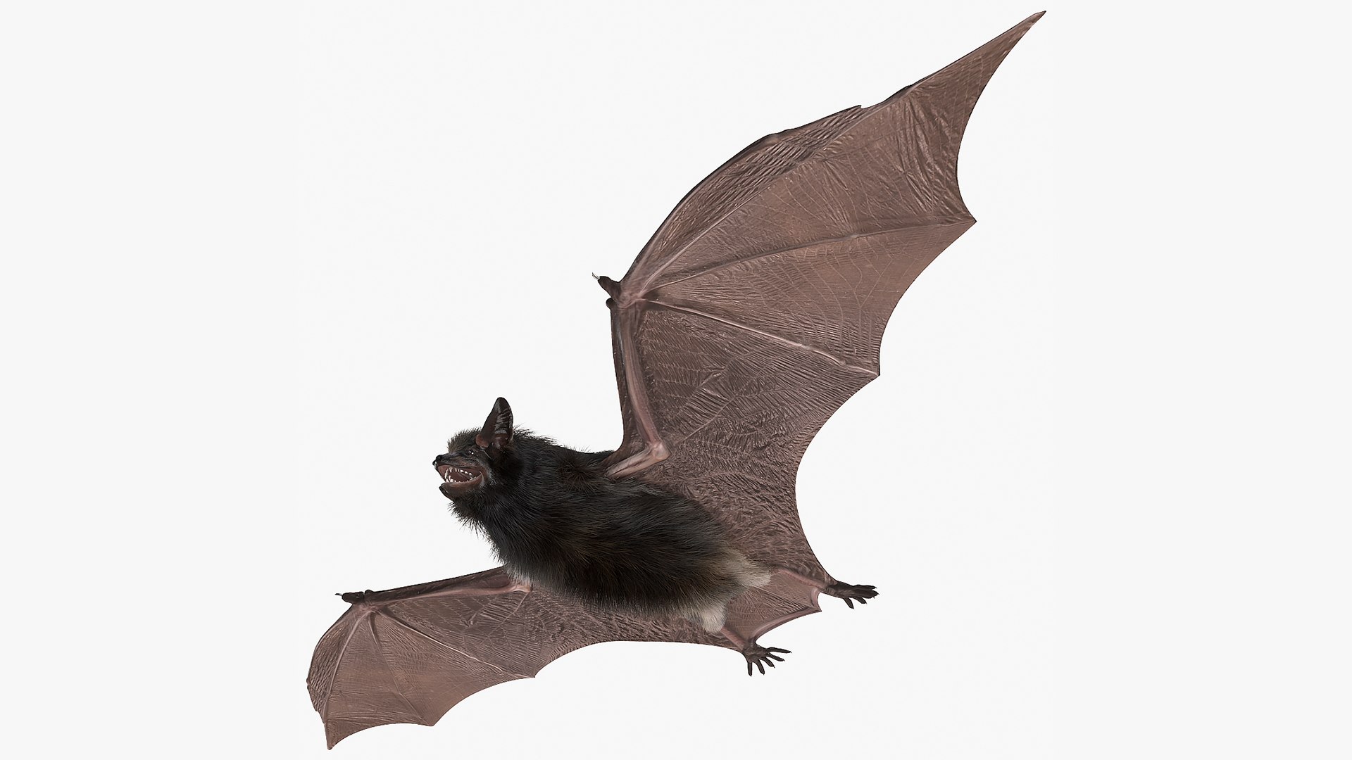 Black Bat Fur Rigged 3D model preview