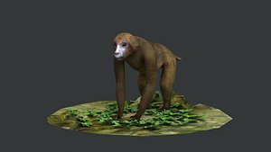 macaque monkey ape chimp africa savannah mammal  beast animal  bones 3D model