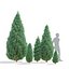 3D Picea pungens iseli fastigiate