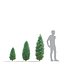 3D Picea pungens iseli fastigiate
